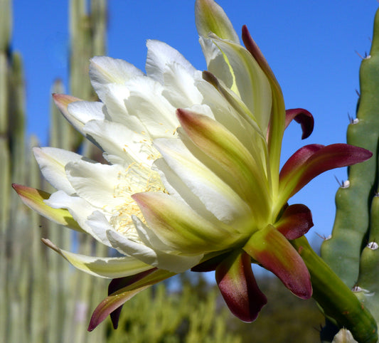 Cereus peruvianus SEEDS