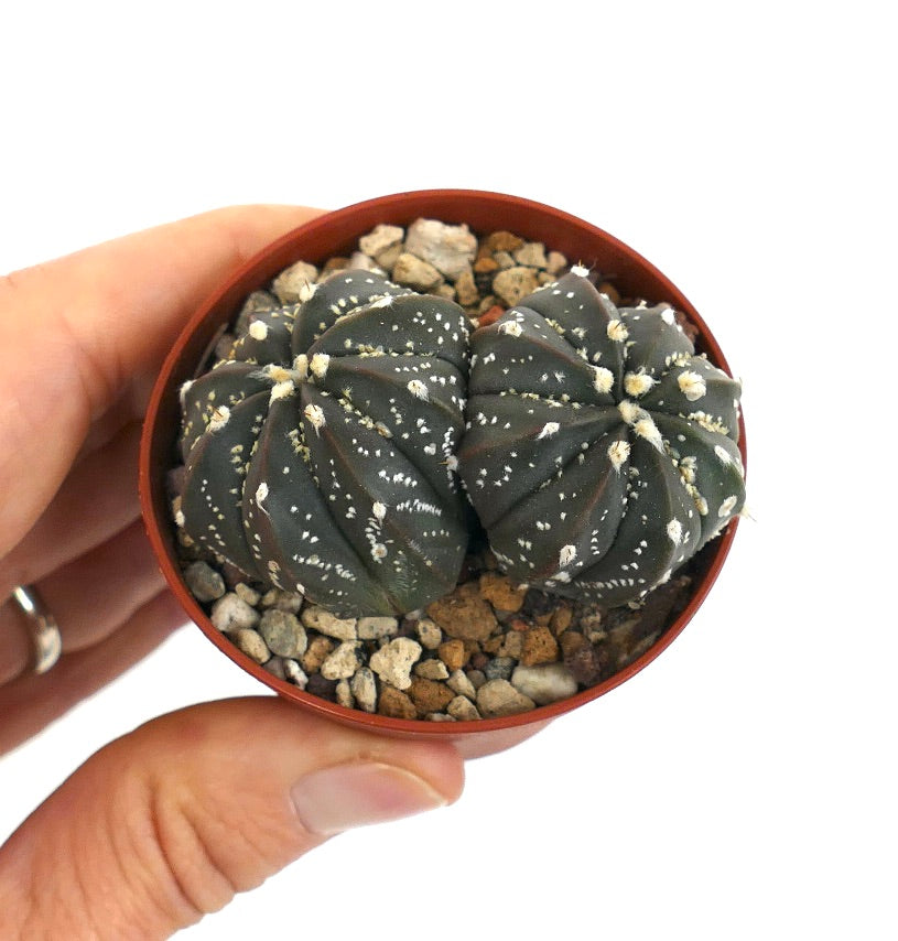 Astrophytum cv OIBBO x SUPERKABUTO x capricorne 173