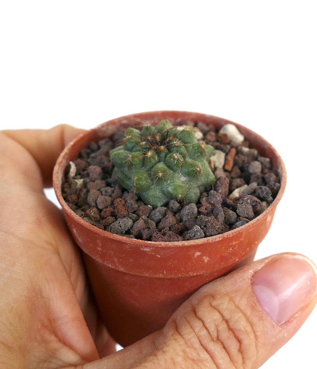 Copiapoa serpentisulcata W7