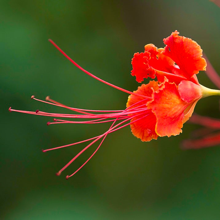 Caesalpinia pulcherrima "ORANGE" SEEDS