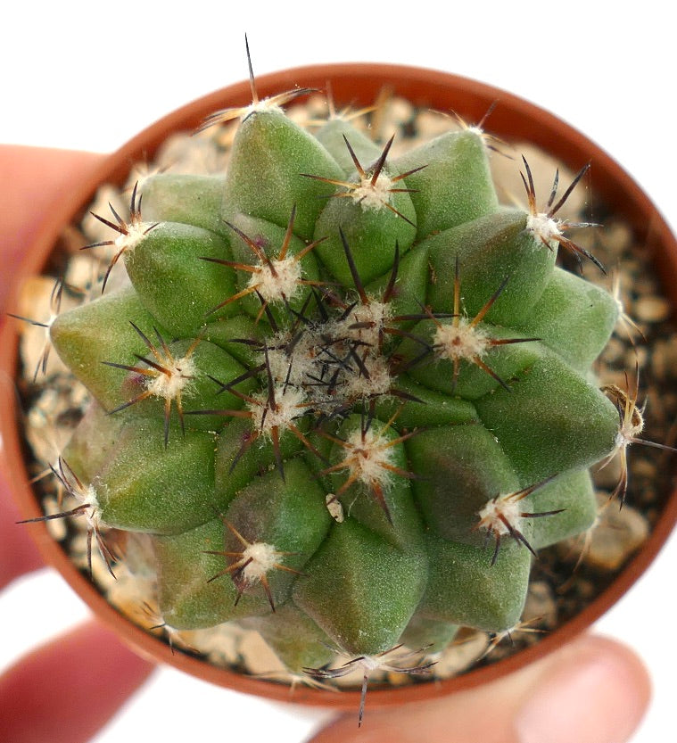 Copiapoa cinerea GREEN X cupreata A04