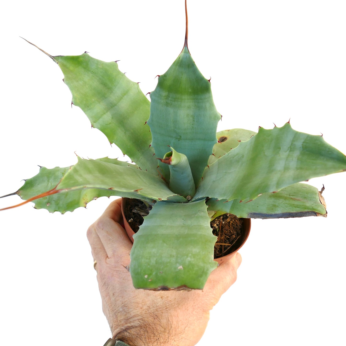 Agave verschaffeltii X Agave eborispina (by Corsi) 215