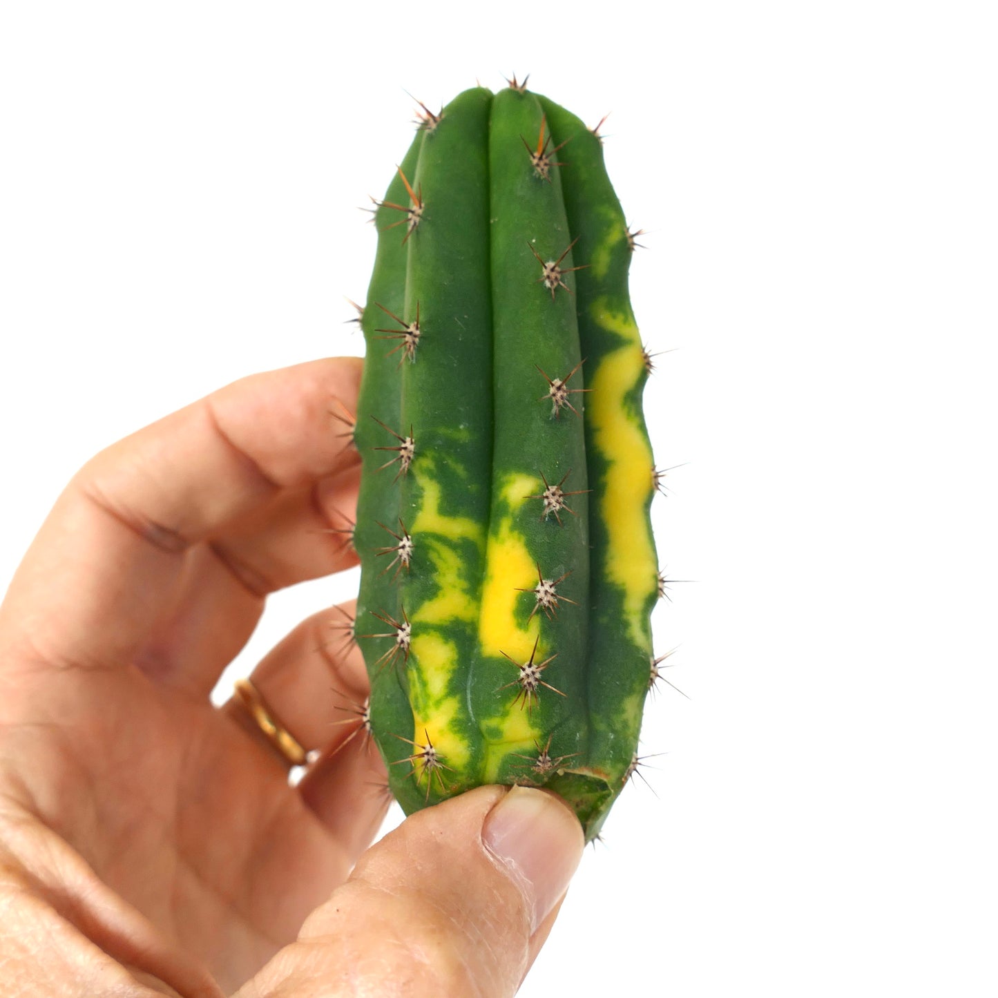 Cereus sp. NORTH of ZACATECAS VARIEGATA CUTTING