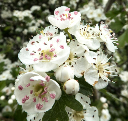 Crataegus monogyna