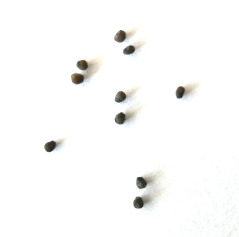 Lobivia aurea var. dobeana R527 (Sierra Ancasti 1800m) SEEDS