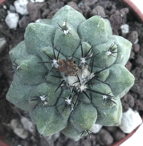 Copiapoa cinerea KIKKO GREEN X Copiapoa hypogaea NFJ41