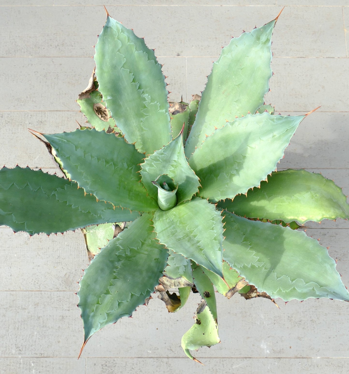 Agave asperrima subsp. potosiensis X Agave ovatifolia (Mr. Corsi HYBRID)