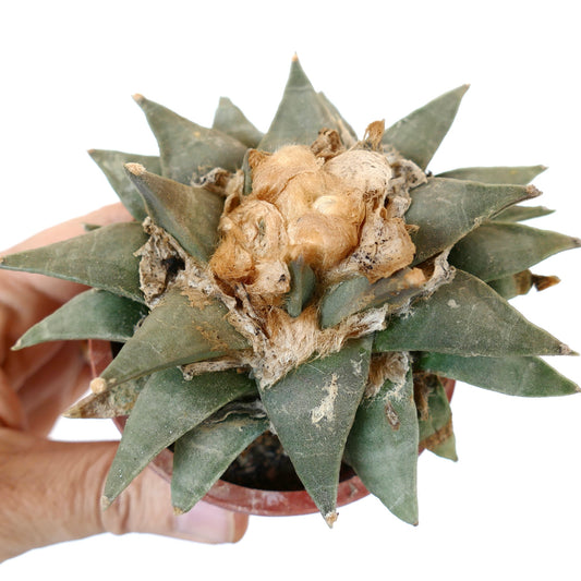 Ariocarpus retusus (South of Monclova, Coahuila) X3