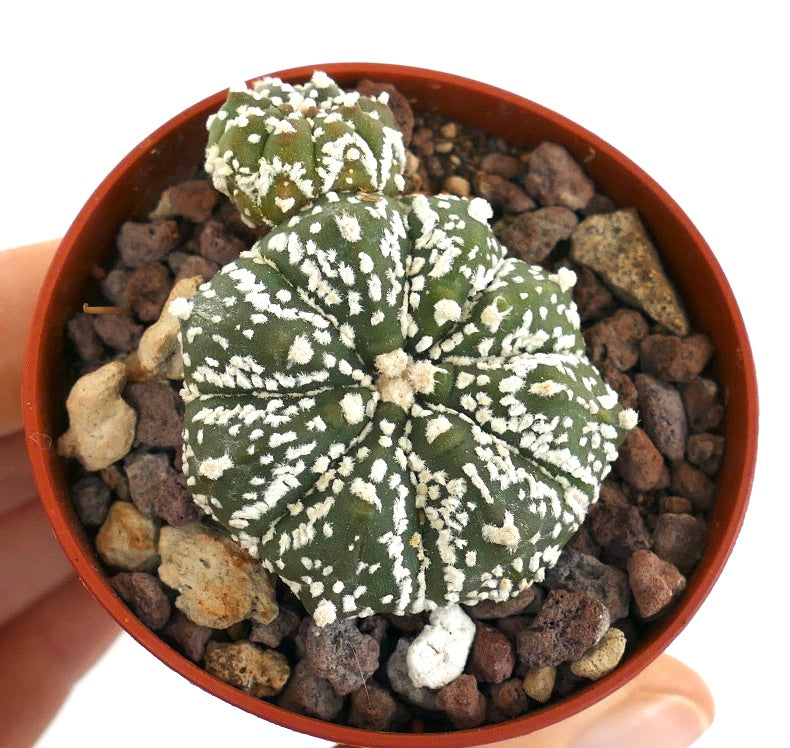 Astrophytum cv HANAZONO x SUPERKABUTO 7ZF