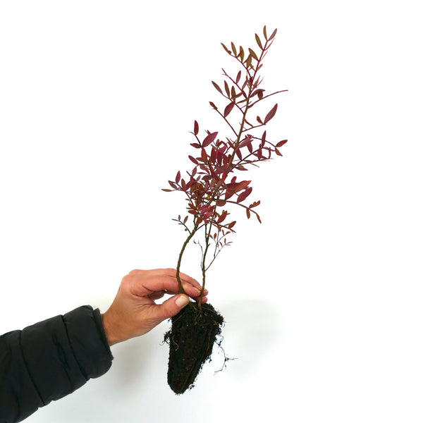 ①*:ஐ希少*:ஐ【ピスタキア　マスティックツリー（レンティスクス）】苗木・７号 ①*:ஐ希少*:ஐ【ピスタキア マスティックツリー（レンティス