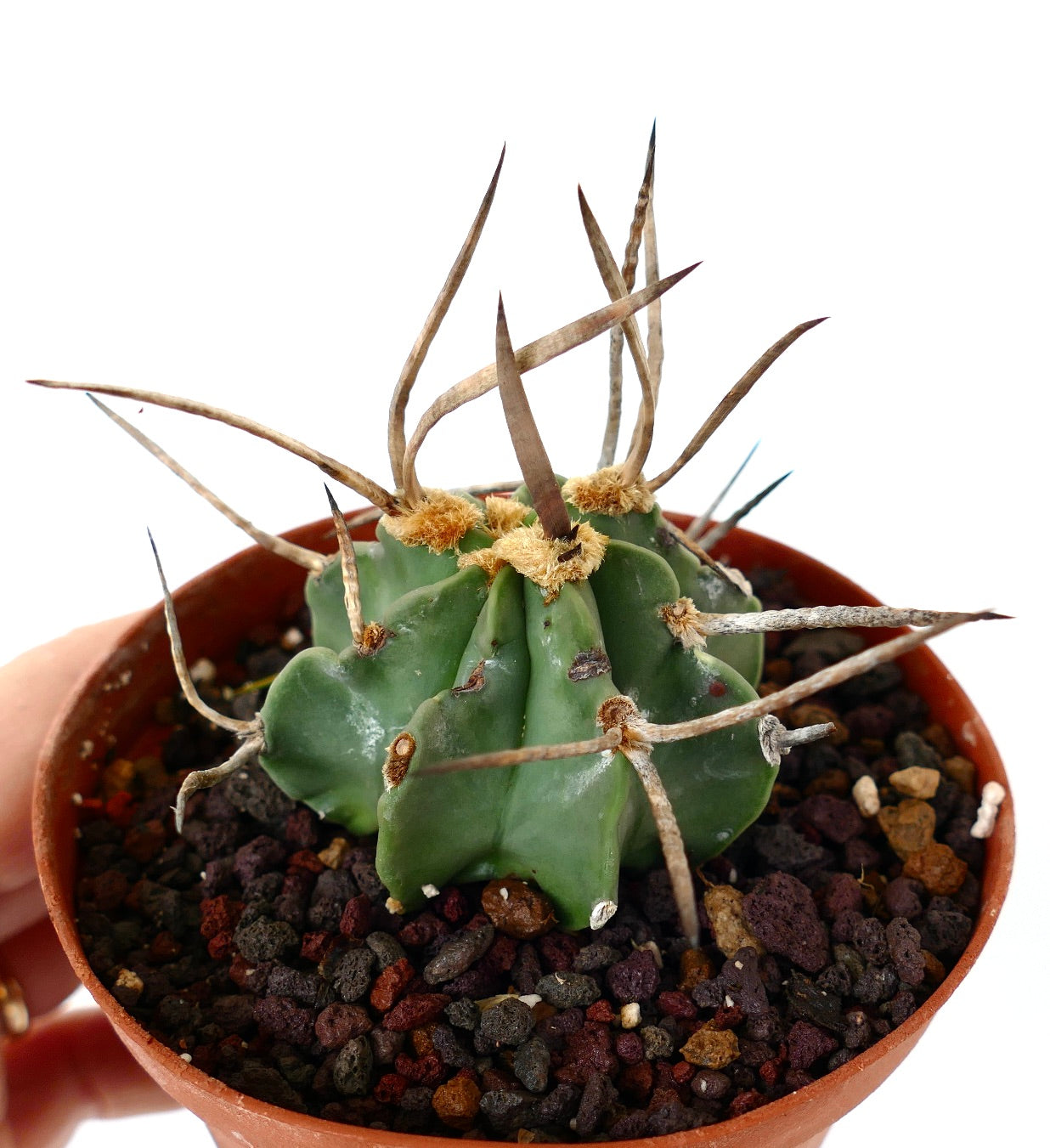 Astrophytum capricorne cv BUFFALO (syn. Taiho-gyoku) 15HD