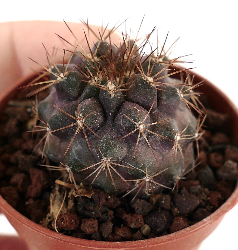 Copiapoa variispinata X serpentisulcata AQ12