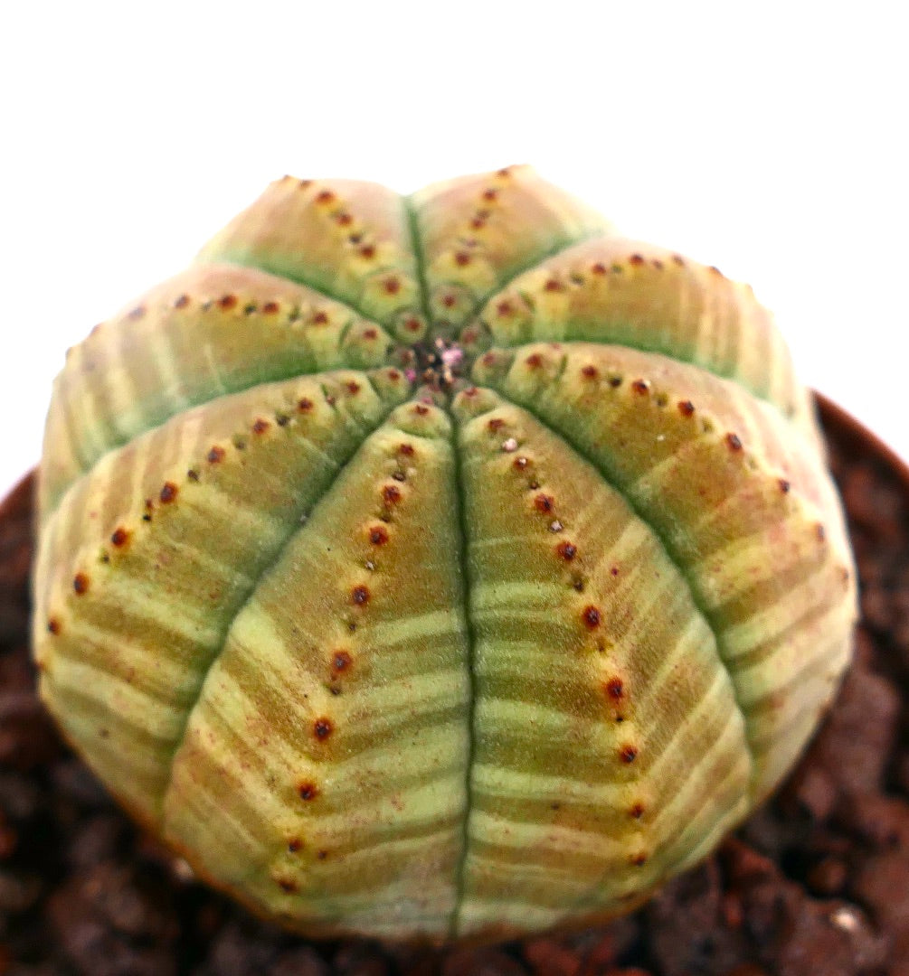 Euphorbia obesa GREEN YELLOW STRIATA AB7