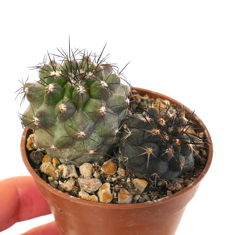 Copiapoa cinerea x atacamensis & Copiapoa cinerea X columna-alba 9M7