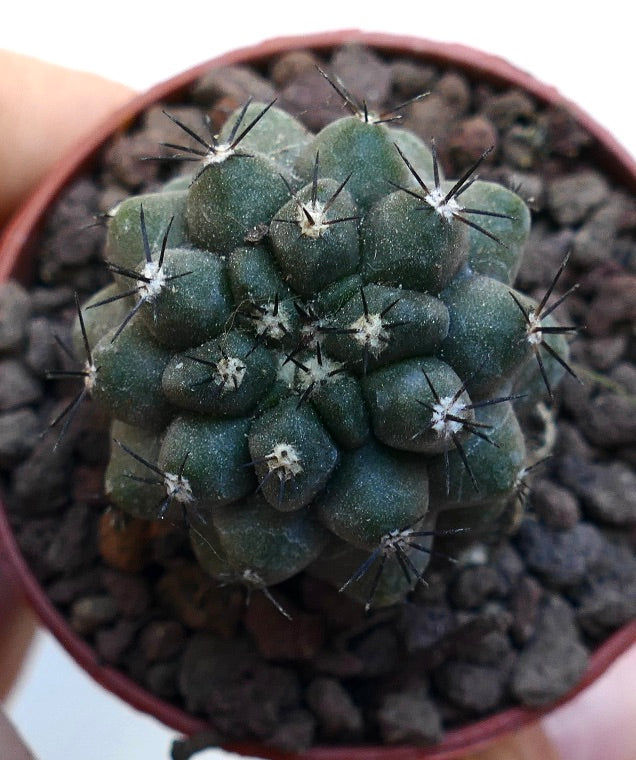 Copiapoa cinerea KIKKO X humilis MPS1