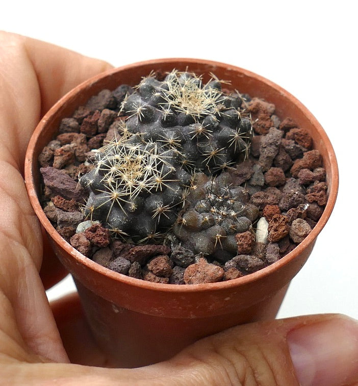 Copiapoa serpentisulcata (3 seedlings) JJ2