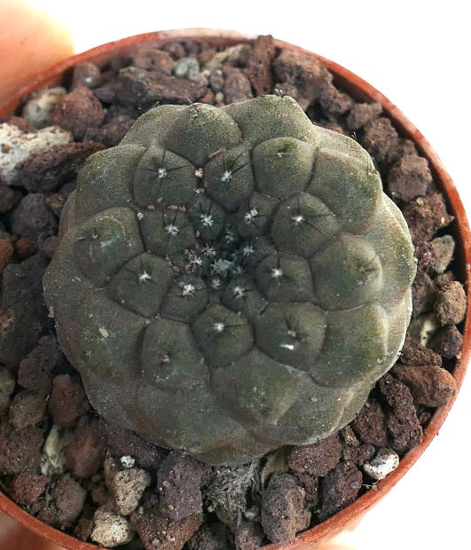 Copiapoa hypogaea 2QK24