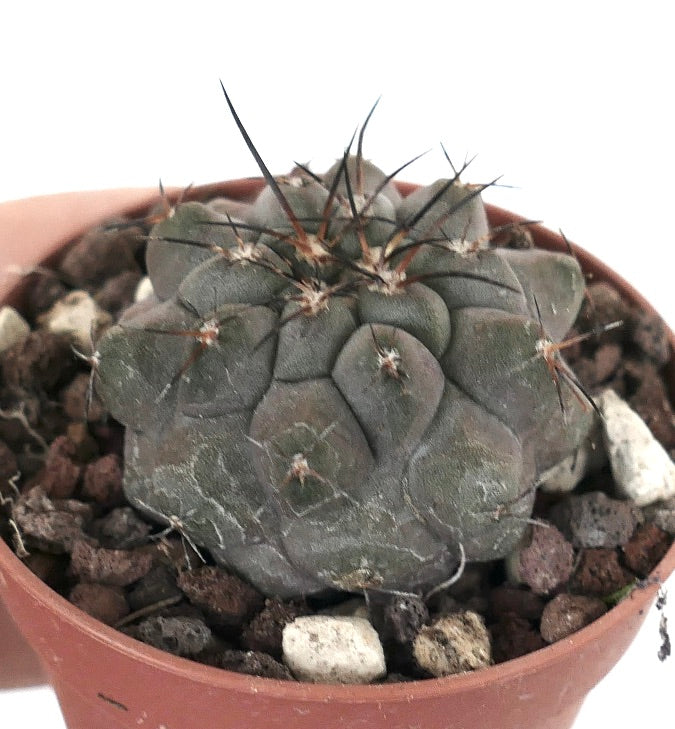 Copiapoa cinerea X Copiapoa serpentisulcata V14