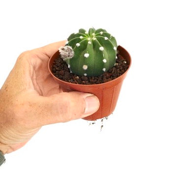 エキノプシス・サブデヌダタ 小さな丸い緑色のサボテン、白い刺座とふわふわした花芽付き、鉢植え