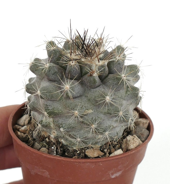 Copiapoa humilis SUPER GREY (Paposo) ZMN