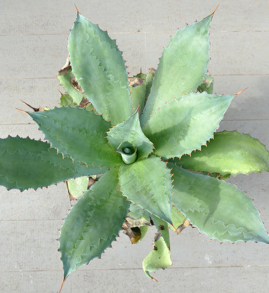 Agave asperrima subsp. potosiensis X Agave ovatifolia (Mr. Corsi HYBRID)