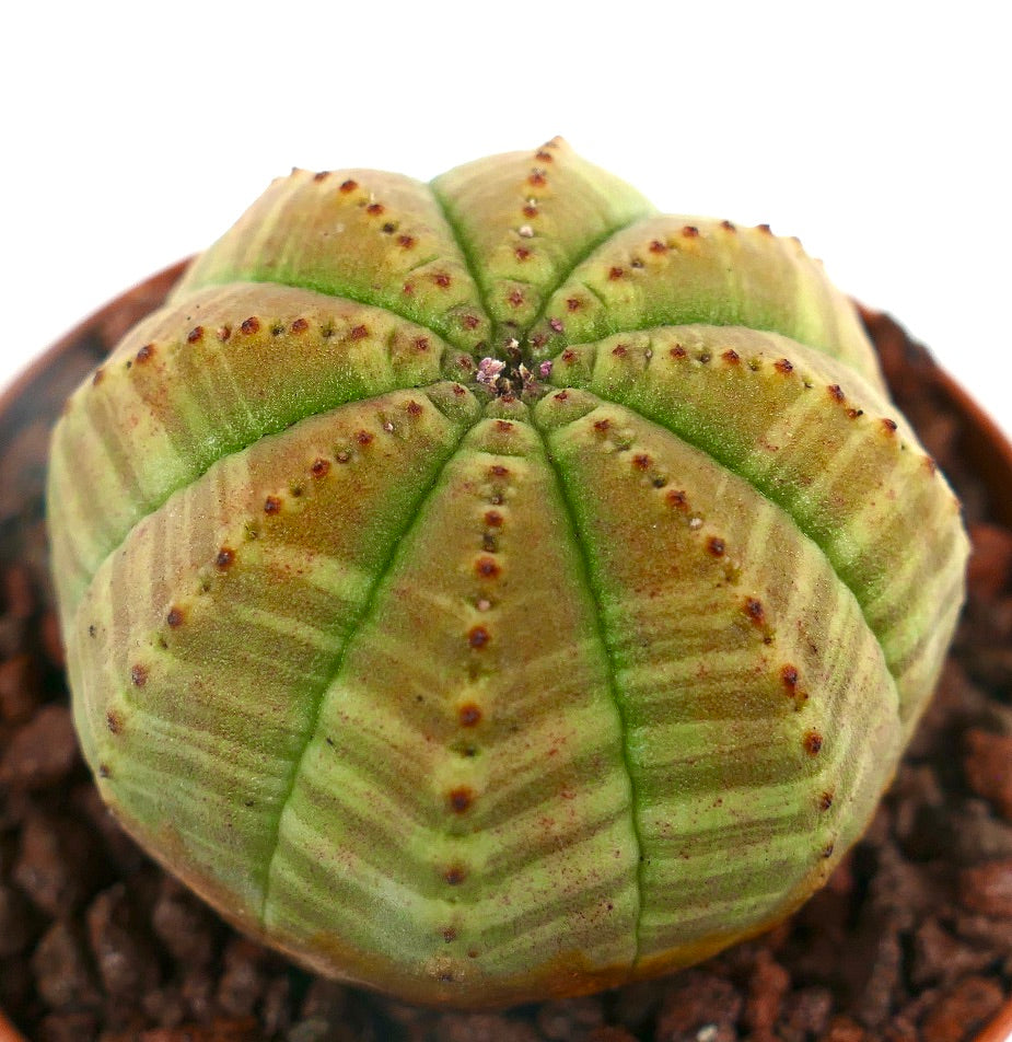 Euphorbia obesa GREEN YELLOW STRIATA AB7