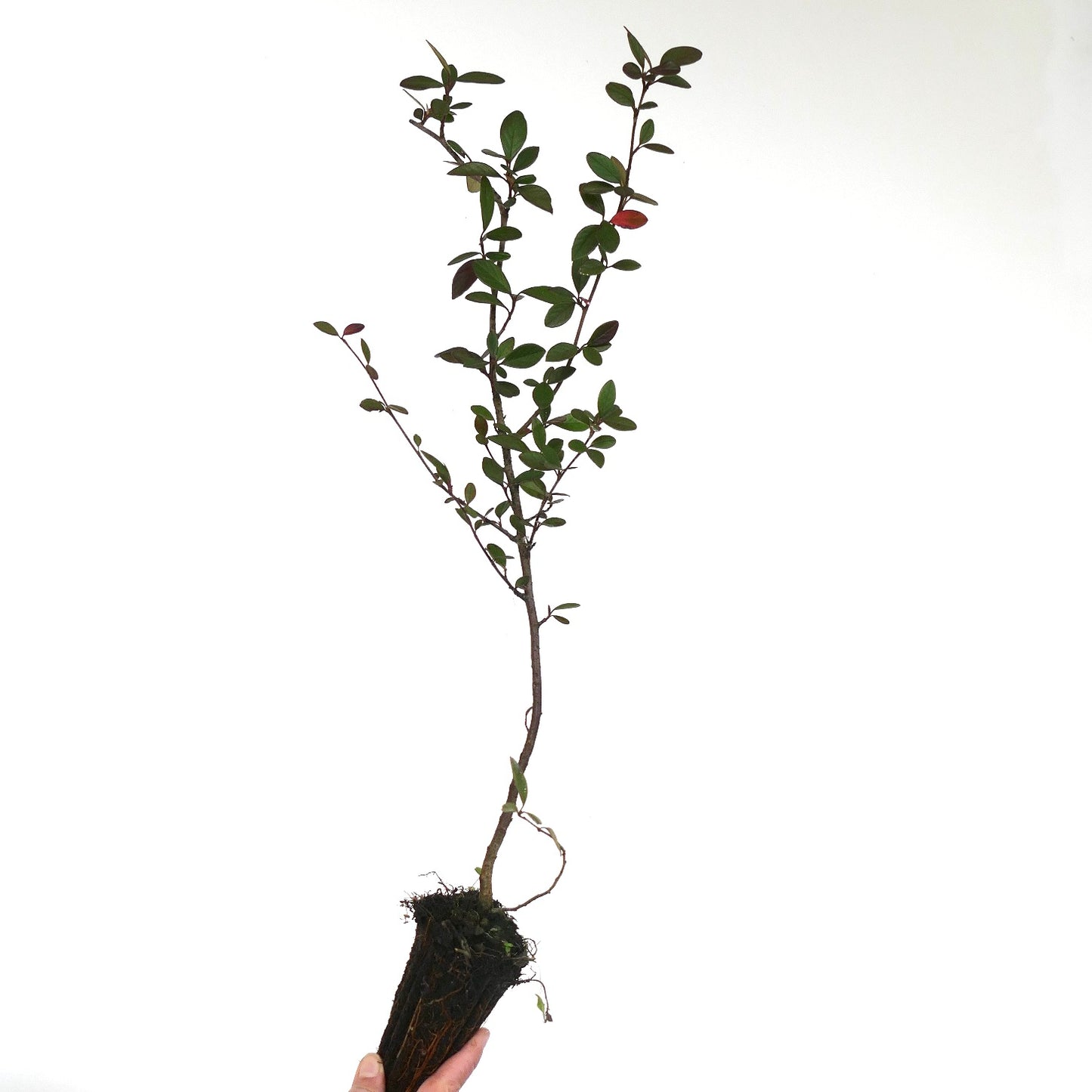 Cotoneaster lacteus 30-50cm