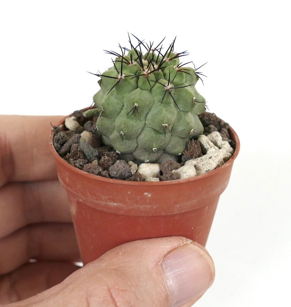 Copiapoa cinerea KIKKO GREEN 273