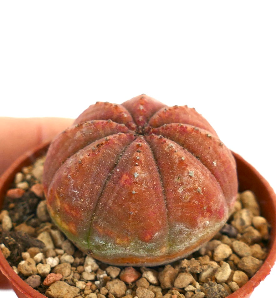 Euphorbia obesa RED BODY 88CV