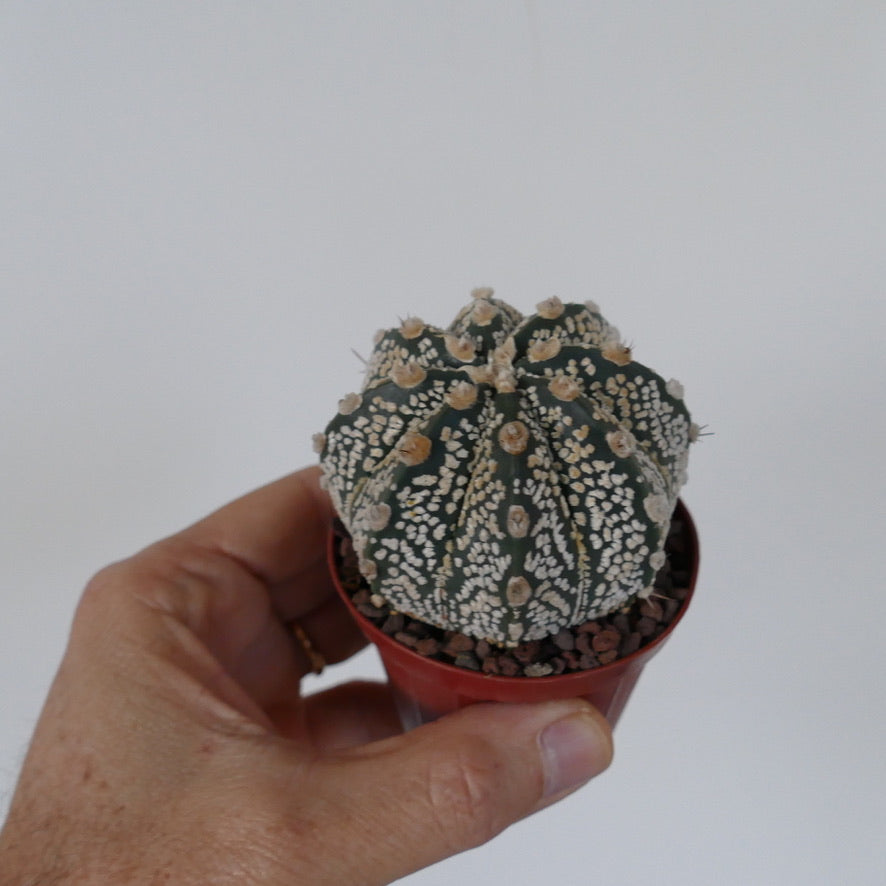 Astrophytum cv ONZUKA x SUPERKABUTO 73B