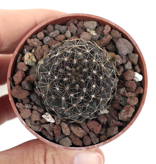 Copiapoa tenuissima SOUTH-EAST OF ANTOFAGASTA PR8