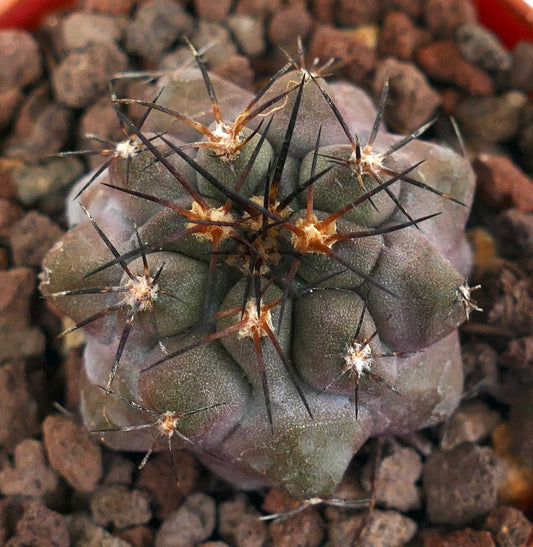 Copiapoa griseoviolacea X serpentisulcata 56A