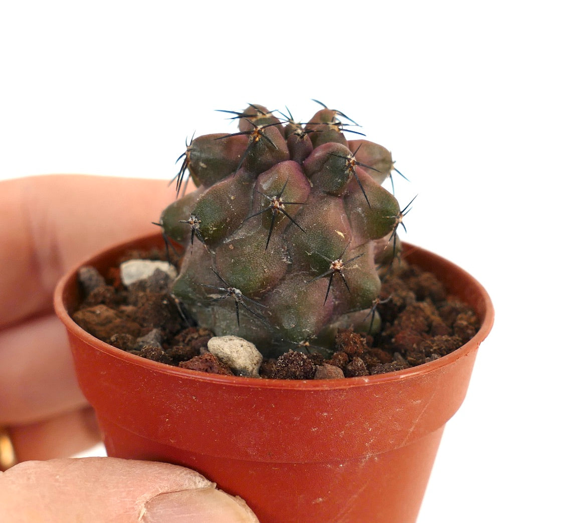 Copiapoa cinerea KIKKO PURPLE EA392