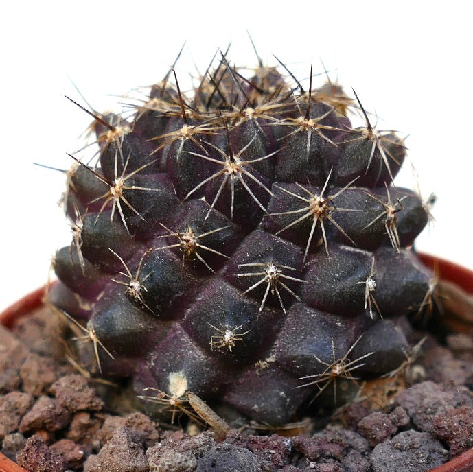 Copiapoa tenuissima SAB82