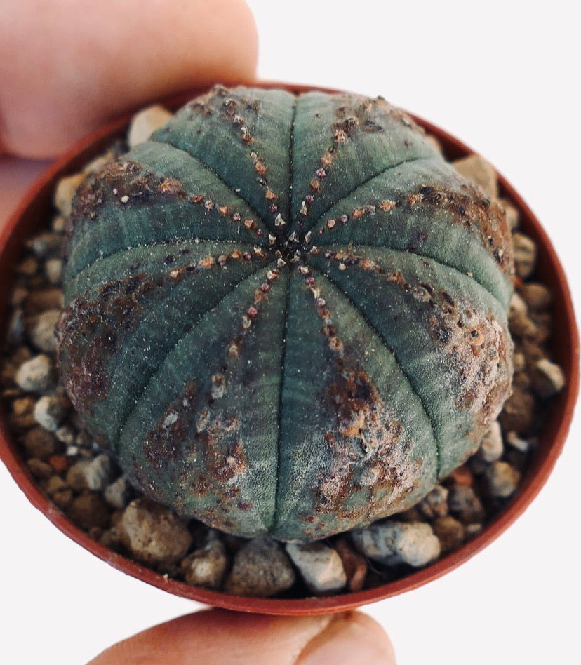 Euphorbia obesa LEN141