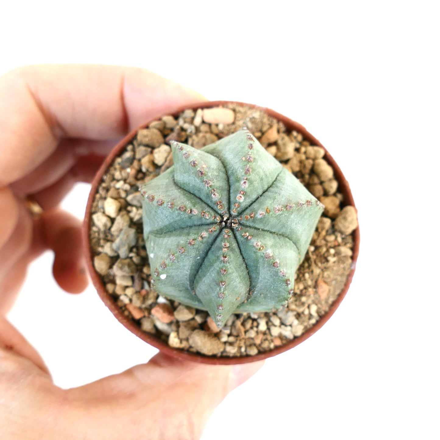 Euphorbia obesa X Euphorbia horrida 37MA