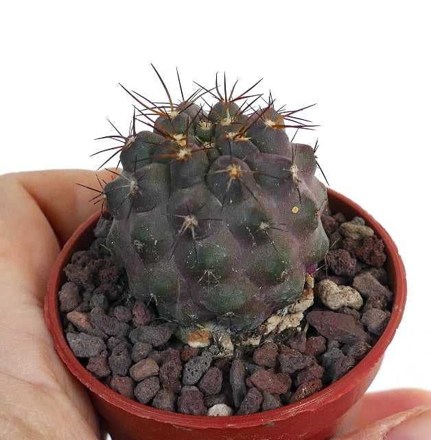 Copiapoa griseoviolacea X columna-alba ERB93