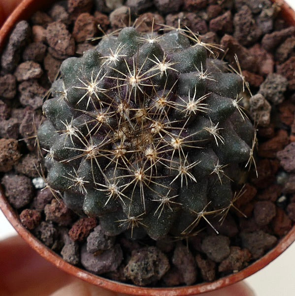 Copiapoa serpentisulcata ARCN126