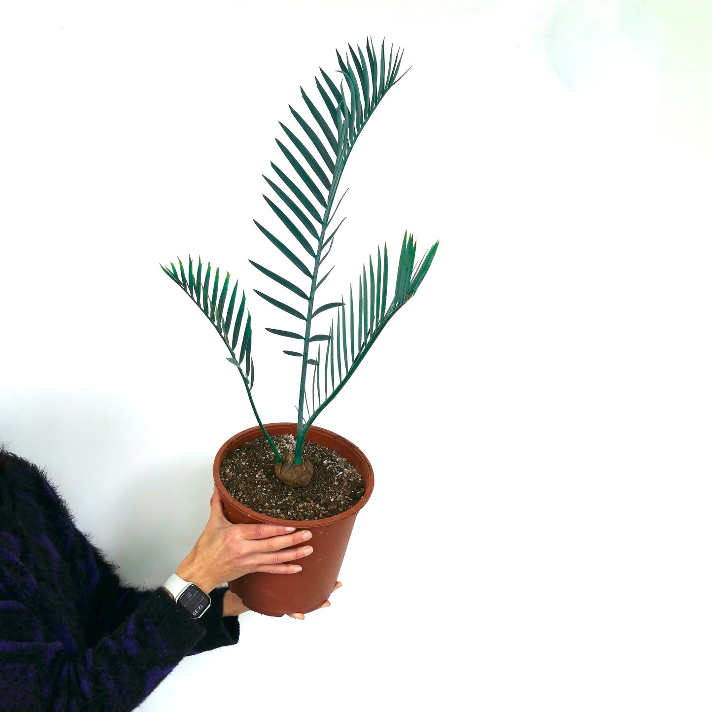 Encephalartos lehmannii 5cm CAUDEX