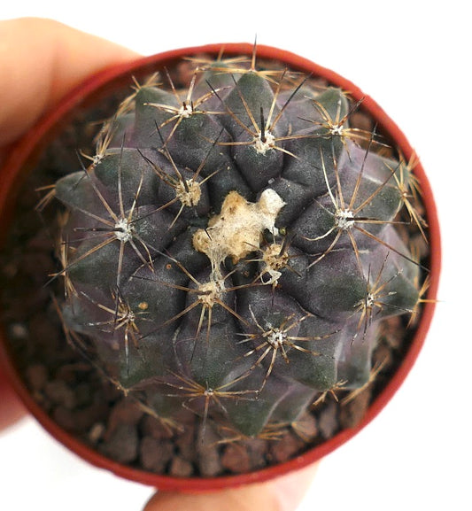 Copiapoa humilis JM3Q