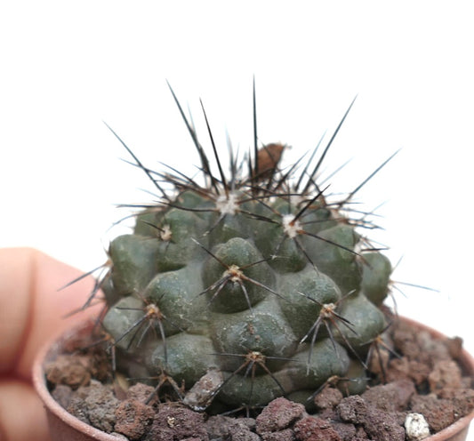 Copiapoa atacamensis SAB400