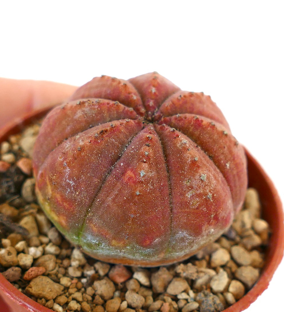 Euphorbia obesa RED BODY 88CV