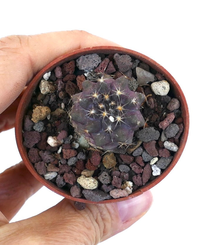 Copiapoa griseoviolacea X Copiapoa goldii SAB15