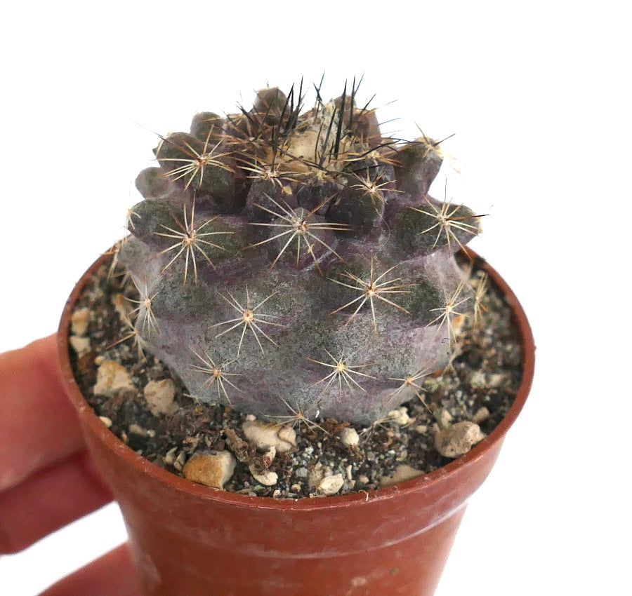 Copiapoa humilis XM2