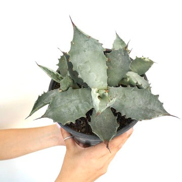 Agave colorata suculenta con hojas anchas espinosas gris-verdes en maceta negra sostenida por manos