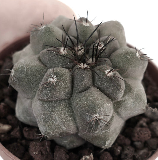 Copiapoa cinerea KIKKO X Copiapoa hypogaea 6B