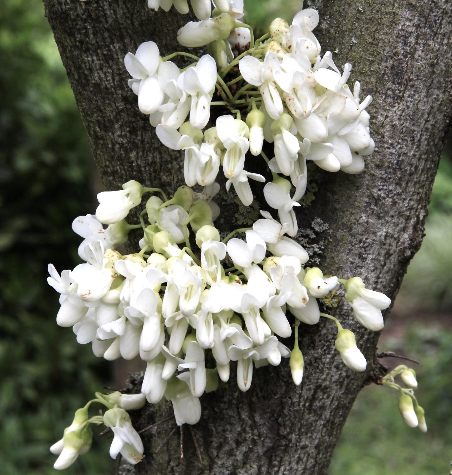 Cercis siliquastrum var. alba SEEDS