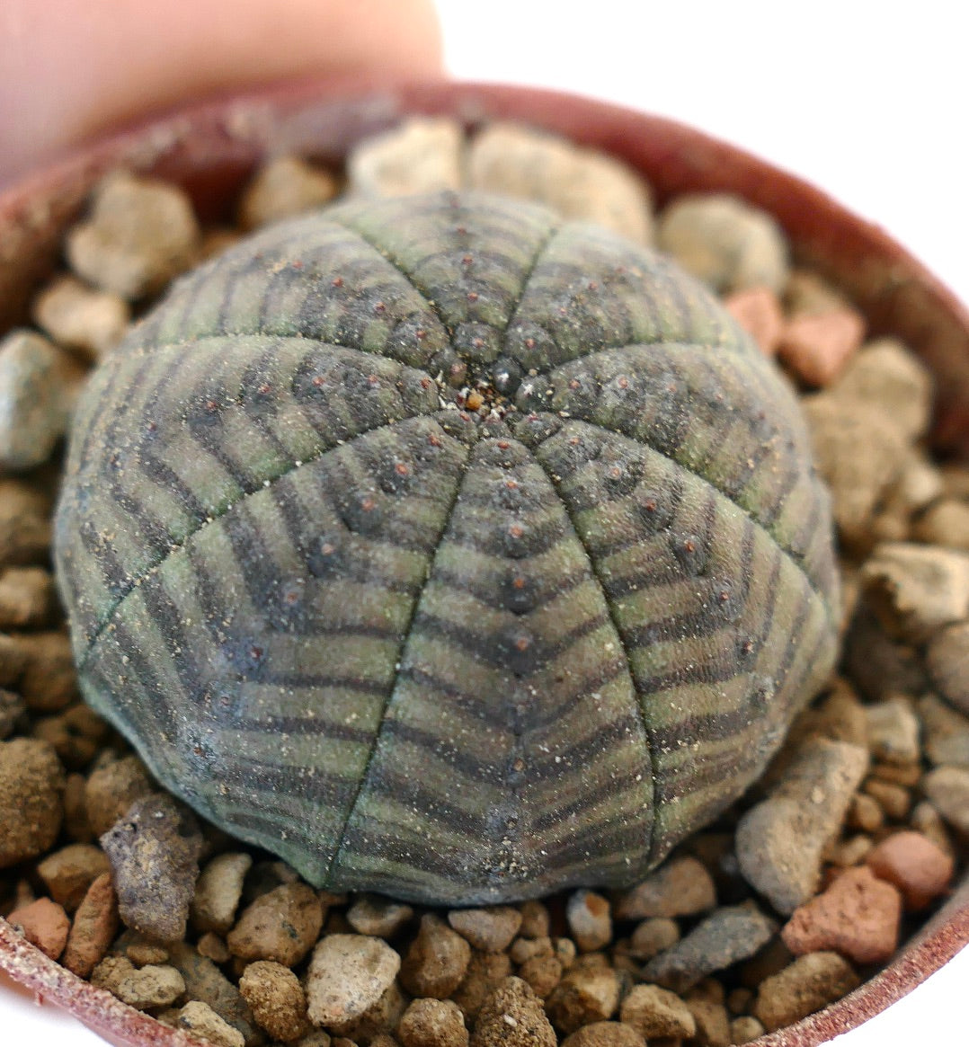 Euphorbia symmetrica IK5