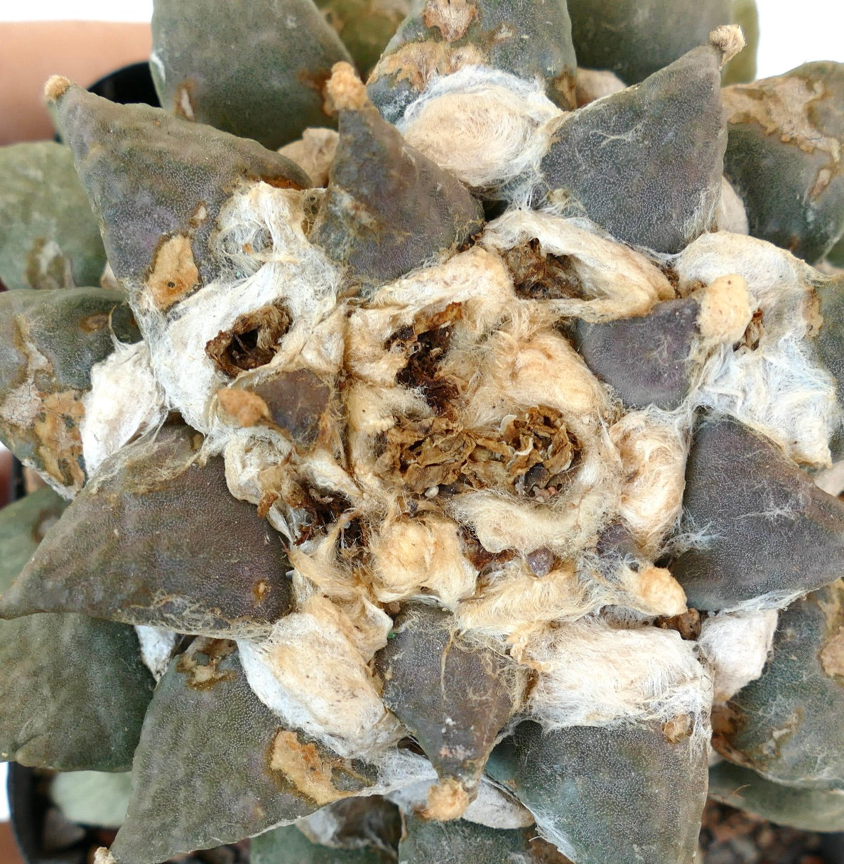 Ariocarpus retusus cv MARUIBO x Ariocarpus furfuraceus R7