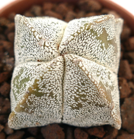 Astrophytum myriostigma suculenta rara con cuerpo en forma de estrella texturizado y moteado de blanco